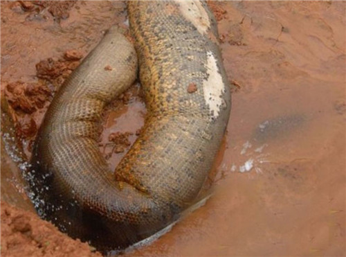 桂平挖蛇事件：广西某施工现场挖出16.7米长的大蛇