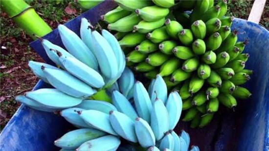 吃过绿色香蕉、黄色香蕉，你有吃过蓝色香蕉吗？