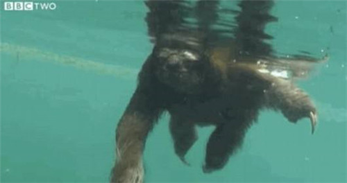 水猴子是什么，真的是水鬼吗？揭秘世界上有没有水猴子的存在