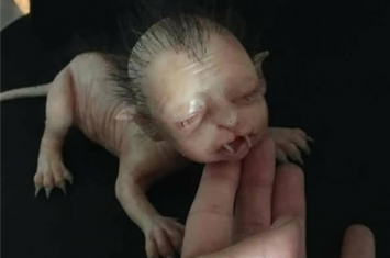 国外发现“人脸猫”形似刚出生的婴儿，模样相当恐怖