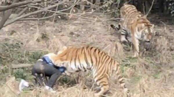 老虎吃人事件真实视频曝光，为逃票误入老虎园被咬死