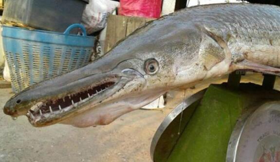 渔民捕获嘴巴长得像鳄鱼嘴的鱼，据说在地球上已存在1亿年