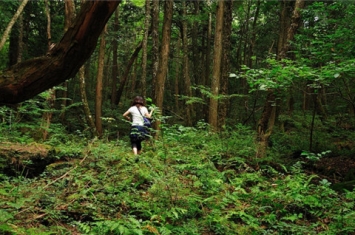 日本的恐怖杀人森林 每走20分钟就能遇到一具死尸