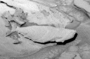 火星上再次被拍到鱼化石 难道火星上真的有生物吗