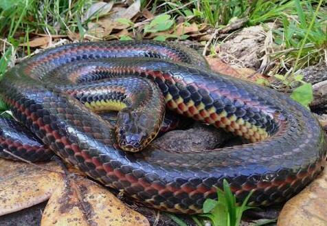 意外发现经消失了50年的彩虹蛇 无毒无害很漂亮