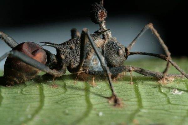 僵尸蚂蚁：感染僵尸病毒的蚂蚁，揭秘僵尸蚂蚁的形成过程
