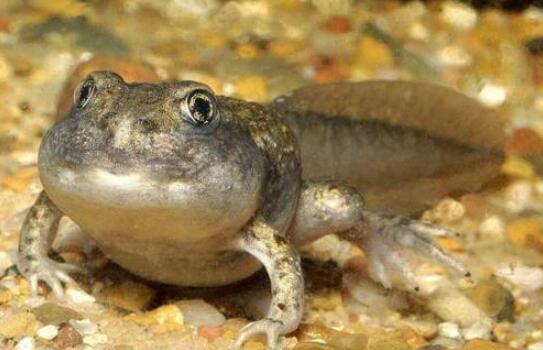 什么是不合理蛙，它可以吃吗，和青蛙有什么区别？