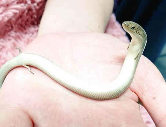 外形长得像蛇但它有四只脚，难道是传说中的龙吗？