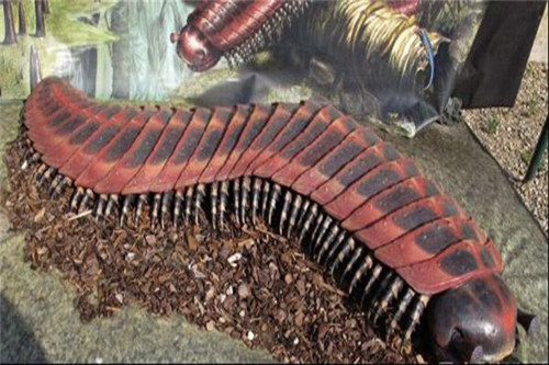 巨型马陆又名千足虫，3米多长有上千条腿是史上最恐怖的虫子