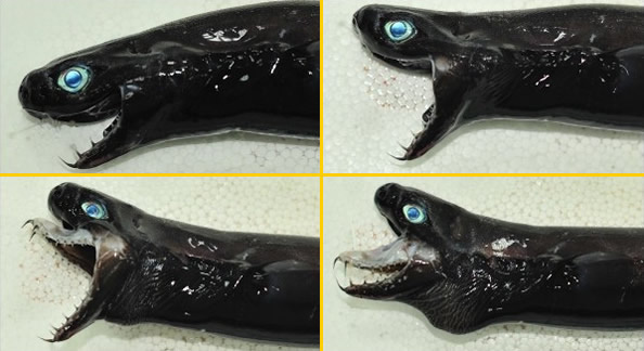 外星怪鱼卡氏尖颌乌鲨，蓝色眼睛针状的牙齿，超级恐怖
