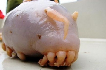 海猪是什么动物能吃吗，有没有毒或其他危害？