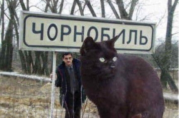 乌克兰巨猫是真的吗，传说它的体重是5个成年人的体重总和