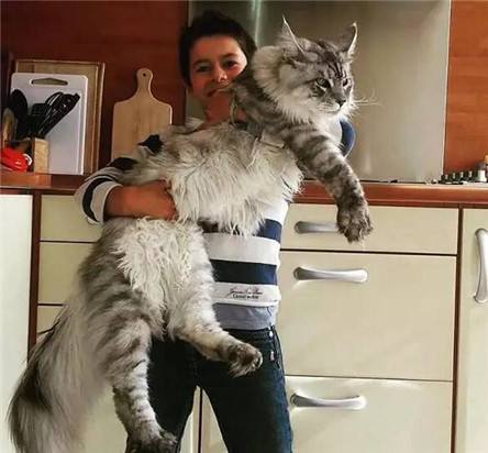 乌克兰巨猫是真的吗，传说它的体重是5个成年人的体重总和