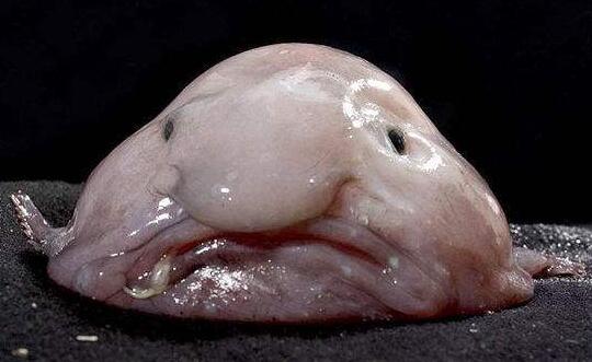 世界上最丑的鱼：水滴鱼，天生一张哭丧脸(全身黏糊糊)
