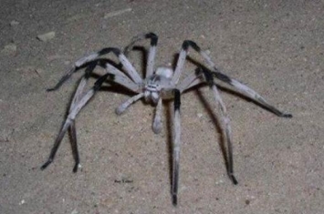 南美洲蜢蜘：号称世界上腿最长的蜘蛛，张开近半米宽