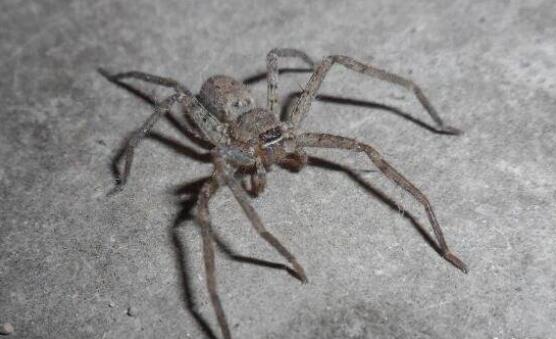 南美洲蜢蜘：号称世界上腿最长的蜘蛛，张开近半米宽