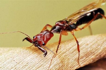 子弹蚁：咬人最疼的昆虫，被咬后一辈子也忘不了那种疼痛