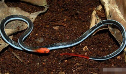 蓝长腺珊瑚蛇，一种能瞬间让人中毒死亡的毒蛇