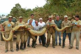 现今世界最大蟒蛇，亚马逊巨蟒(史上最大蟒蛇塞雷洪泰坦蟒)