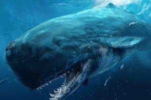 地球史上最凶猛的鲸鱼，梅尔维尔鲸(与巨齿鲨五五开)