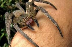 世界上第一最毒的蜘蛛，巴西漫游蜘蛛（被咬会永久性阳痿）