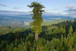 世界上最高的树，杏仁桉树高156米(每天“喝水”1000斤)