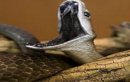 世界上最毒的蛇排名，海蛇/内陆太攀蛇并列第一(毒蛇之王)