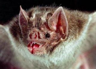 中国有吸血蝙蝠吗，没有/主要生活在北美地区(自带病毒)