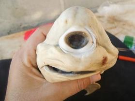 独眼鲨鱼图片，一种罕见先天性缺陷(畸形胎儿)