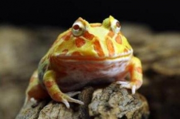 角蛙是什么蛙，一种新兴的宠物蛙(价值几百至两千)