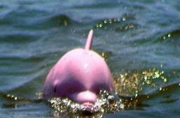 红瓶鼻海豚灭绝了没，全球仅剩14只左右/属于频危级别