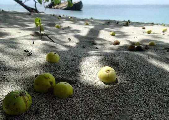 毒番石榴：世界上最毒的果树，触碰到就让人痛不欲生