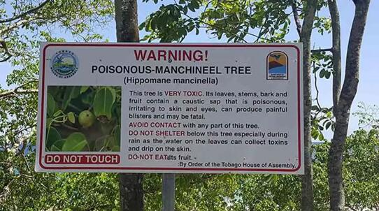 毒番石榴：世界上最毒的果树，触碰到就让人痛不欲生