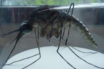 世界上最大的蚊子 身长接近半米 据说能吃人