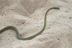 世界上最奇特的动物玻璃蛇，身体脆弱断掉数节也能活