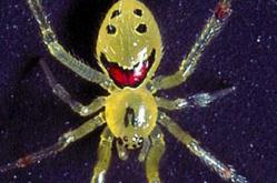 世界上最可爱的蜘蛛：笑脸蜘蛛，屁股上面长笑脸(图片)