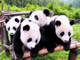世界上五大频危动物，大熊猫誉为动物界中活化石和国宝