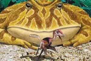 史上最大的青蛙，魔鬼蛙长度竟有1米(可吃恐龙幼崽)