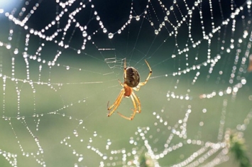 蜘蛛结网时第一跟丝是怎么拉过去的?