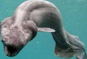 世界上最原始的鲨鱼，皱鳃鲨长相丑陋8000万年前已存在