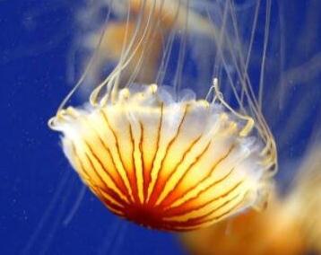 最美的水母图片，虽外表美丽但性情凶猛(距今6.5亿年历史)