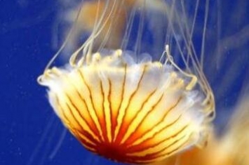 最美的水母图片，虽外表美丽但性情凶猛(距今6.5亿年历史)