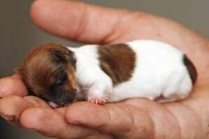 世界上最小的狗，茶杯犬身长仅为7厘米(手掌般大小)