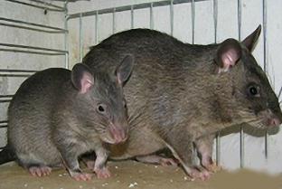 世界上最大的老鼠，身长一米猫见了都得认怂(吓得屁滚尿流)