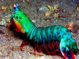 雀尾螳螂虾，称之为性情狂暴的海洋甲壳类动物