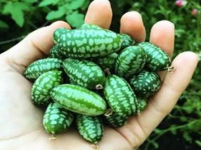 世界上最大的西瓜，美国西瓜王重达316斤(够50个人吃)