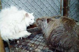 世界上最大的食人巨鼠，前苏联大老鼠吃了5个人