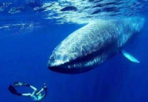 世界上最大的鲸鱼，蓝鲸33米/181吨(心脏相当于汽车一样大)
