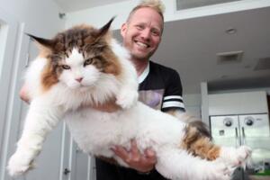 世界上最大的猫，缅因猫Samson体长1.2米重26斤(图片)