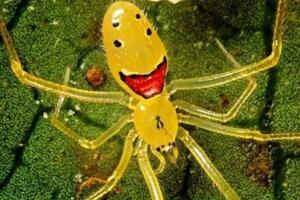 世界上最可爱的蜘蛛：笑脸蜘蛛，屁股上面长笑脸(图片)